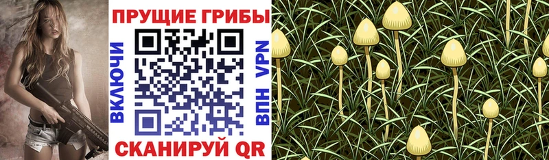 Галлюциногенные грибы Cubensis  Ликино-Дулёво 
